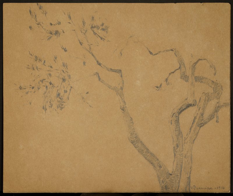 1914 - Albero di ulivo